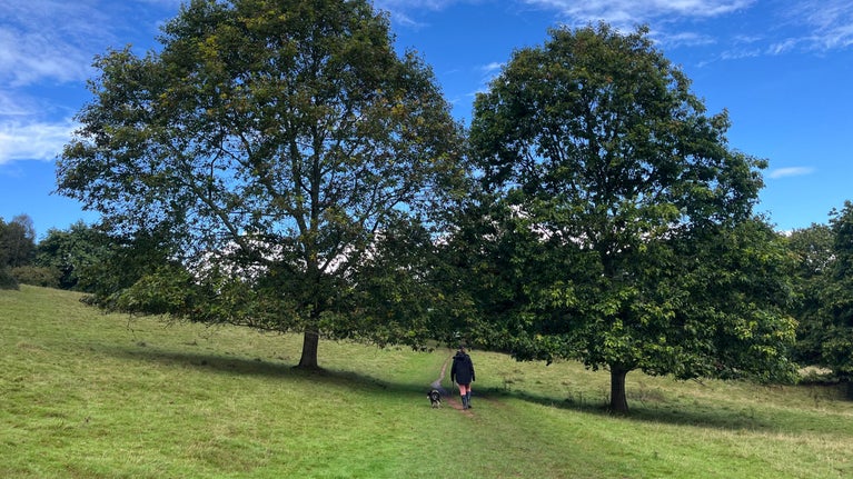 A visitor and their dog walk between two large trees in early Autumn